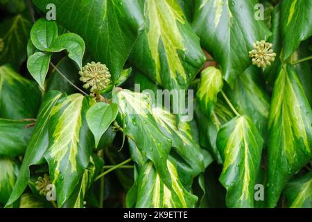Hedera colchica 'cuore di Sulphur', edera persiana, Paddy's Pride. Edera sempreverde di grandi dimensioni e variegata Foto Stock