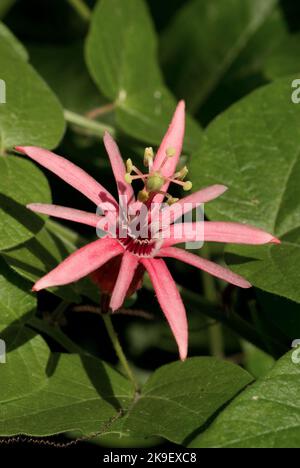 Rosso fiore della passione Foto Stock