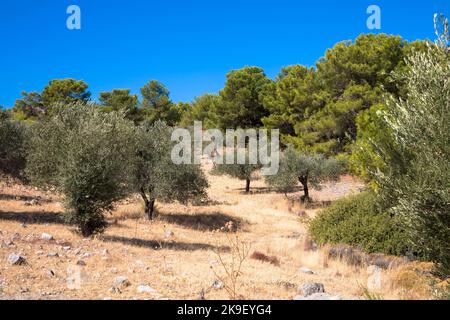 Ulivi in un tipico paesaggio greco. Clima secco e cielo azzurro soleggiato. Isola di Rodi, Grecia. Foto Stock