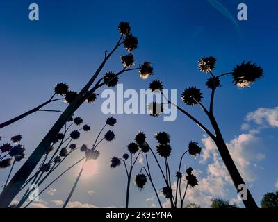 Teste di semi di Cardoon con silhouette, viste contro un cielo blu in un luminoso giorno d'autunno. REGNO UNITO Foto Stock