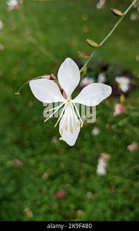 Tenero fiore bianco di Beeblossom di Lindheimer o di gaura bianca o di gaura rosa o di zanghe di Lindheimer o di piuma indiana (Oenothera lindheimeri) Foto Stock