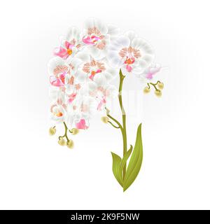 Rami orchidea Phalaenopsis fiori bianchi e foglie piante tropicali fusto e germogli su sfondo bianco vintage vettore botanico illustrazione per Illustrazione Vettoriale