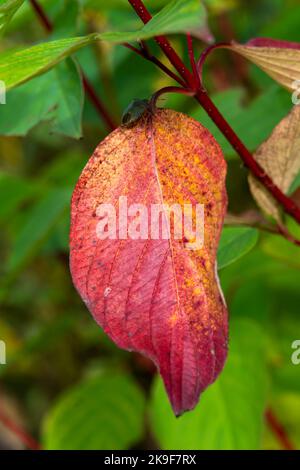 Comune dogwood autunno foglie colore durante la caduta di novembre mostrando un insetto scudo verde bug su una foglia rossa, immagine stock foto Foto Stock