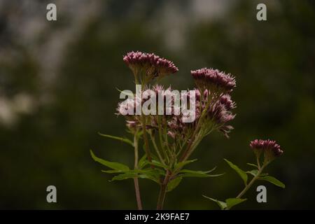 Fiore rosa close up Foto Stock
