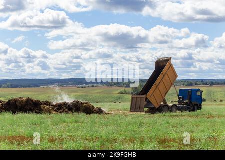 Un dumper scarica il concime portato da un allevamento nel campo. Il concime sarà usato come fertilizzante organico per aumentare la fertilità di suolo. Foto Stock