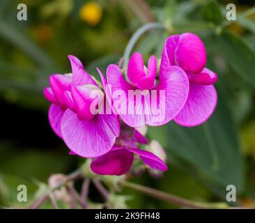 DOLCE PEA Lathyrus Odoratus Foto Stock