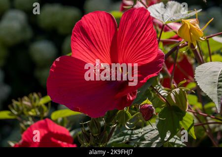 Hibiscus mosscheutos Southern Belle Hibrid Foto Stock