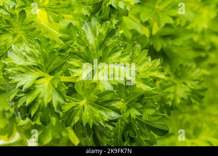 Mazzo di foglie di prezzemolo verde fresco primo piano, sfondo. Foto Stock