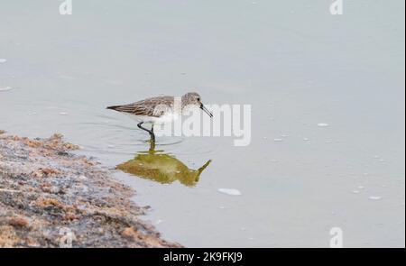 Dunlin (Calidris alpina) in inverno precipita, nutrirsi sulle zone umide della riserva di Guadalhorce, Malaga, Spagna. Foto Stock