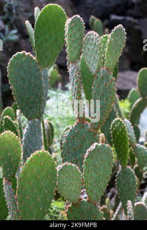 Opuntia microdasys cactus pianta conosciuta anche come angelo-ali, coniglietto orecchie cactus, coniglietto cactus o polka-dot cactus. Foto Stock