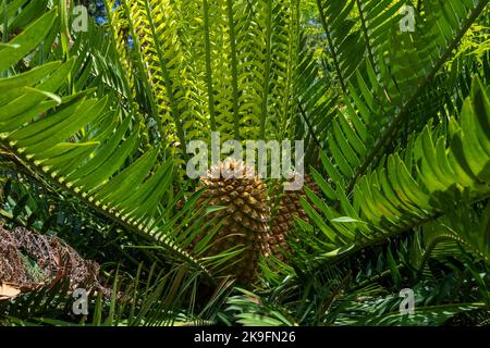 Vista ravvicinata della pianta Gorongowe Cycad (Encefalartos manikensis). Foto Stock