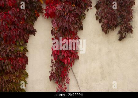 Foglie rosse di vino selvatico appese su un muro con spazio copia Foto Stock