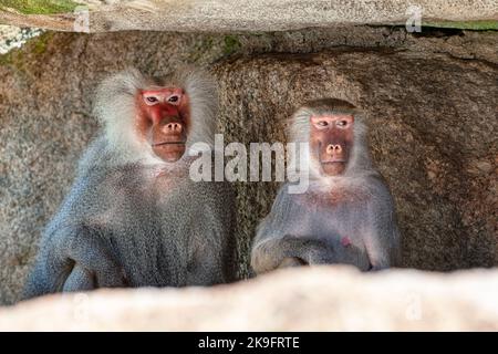 Coppia di scimmie in piedi insieme . Baboon maschio e femmina Foto Stock