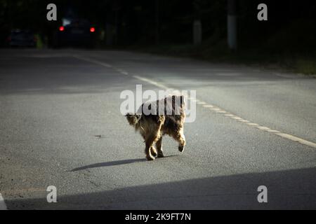 Il cane colpisce dall'altra parte della strada. Il cane randagio corre lungo la strada. Animali domestici in città. Vecchio cane sulla strada. Foto Stock