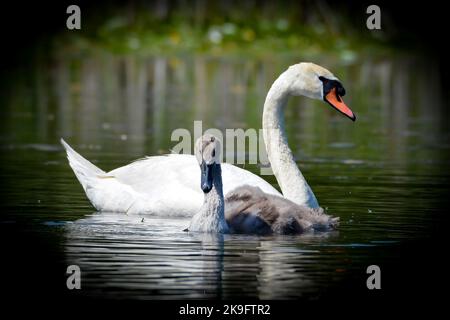 Un maschio Mute Swan e i suoi giovani nuotano lungo il canale Rideau in una calda giornata di sole a metà luglio. Foto Stock