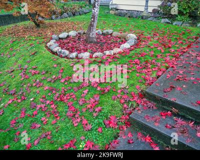 Prato cortile anteriore coperto con foglie di acero rosso Foto Stock