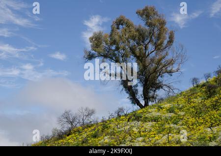 Gomma blu meridionale Eucalipto globulo e piante in fiore. Paesaggio protetto Las Cumbres. San Mateo. Gran Canaria. Isole Canarie. Spagna. Foto Stock