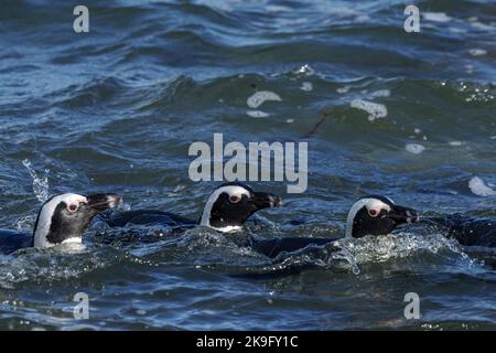 Pinguino africano, pinguino del Capo o pinguino sudafricano (Spheniscus demersus) a Stony Point, Betty's Bay, Western Cape, Sudafrica. Foto Stock