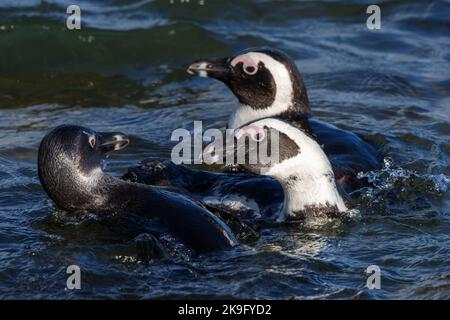 Pinguino africano, pinguino del Capo o pinguino sudafricano (Spheniscus demersus) a Stony Point, Betty's Bay, Western Cape, Sudafrica. Foto Stock