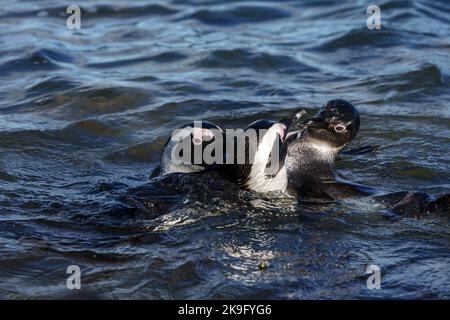 Pinguino africano, pinguino del Capo o pinguino sudafricano (Spheniscus demersus) a Stony Point, Betty's Bay, Western Cape, Sudafrica. Foto Stock