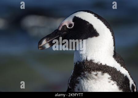 Pinguino africano, pinguino del Capo o pinguino sudafricano (Spheniscus demersus) a Stony Point, Betty's Bay, Western Cape, Sudafrica. Foto Stock