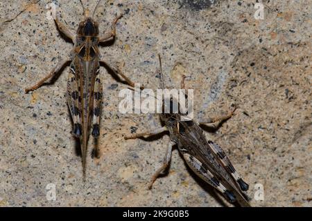 Locuste marocchine Dociostaurus maroccanus. Cruz de Pajonales. Riserva Naturale integrale di Inagua. Tejeda. Gran Canaria. Isole Canarie. Spagna. Foto Stock