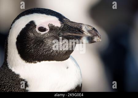 Pinguino africano, pinguino del Capo o pinguino sudafricano (Spheniscus demersus) a Stony Point, Betty's Bay, Western Cape, Sudafrica. Foto Stock