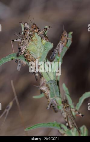 Locuste marocchine Dociostaurus maroccanus. Cruz de Pajonales. Riserva Naturale integrale di Inagua. Tejeda. Gran Canaria. Isole Canarie. Spagna. Foto Stock