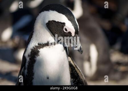 Pinguino africano, pinguino del Capo o pinguino sudafricano (Spheniscus demersus) a Stony Point, Betty's Bay, Western Cape, Sudafrica. Foto Stock