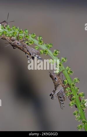 Locuste marocchine Dociostaurus maroccanus. Cruz de Pajonales. Riserva Naturale integrale di Inagua. Tejeda. Gran Canaria. Isole Canarie. Spagna. Foto Stock