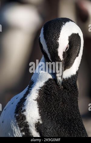 Pinguino africano, pinguino del Capo o pinguino sudafricano (Spheniscus demersus) a Stony Point, Betty's Bay, Western Cape, Sudafrica. Foto Stock