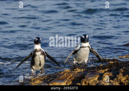 Pinguino africano, pinguino del Capo o pinguino sudafricano (Spheniscus demersus) a Stony Point, Betty's Bay, Western Cape, Sudafrica. Foto Stock