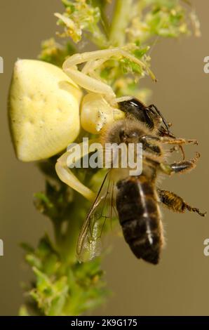 Ragno di granchio Thomisus onustus con un'ape occidentale API mellifera. Pajonales. Riserva Inagua. Tejeda. Gran Canaria. Isole Canarie. Spagna. Foto Stock