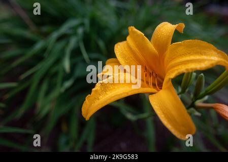 Giallo giorno con gocce d'acqua sui suoi petali su sfondo verde foglie Foto Stock