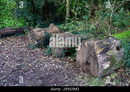 Tre grandi tronchi decomporsi. Heath Park, Cardiff. Ottobre 2022. Autunno. Foto Stock