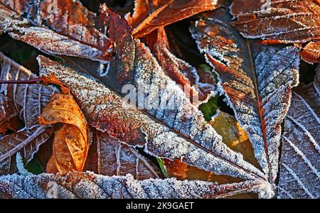 Foglie d'inverno gelate Foto Stock