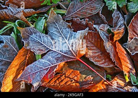 Foglie d'inverno gelate Foto Stock