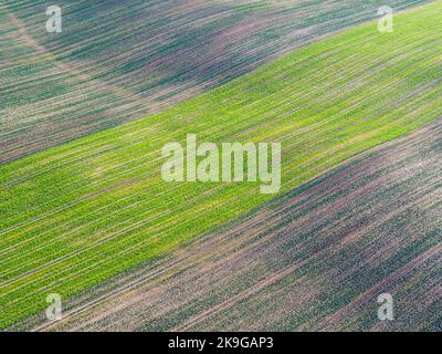 Campo seminato con grano invernale, paesaggio agricolo aereo Foto Stock