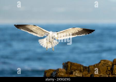 Il gabbiano o gabbiano dominicano (Larus dominicanus) atterra sulle rocce lungo la costa di Hermanus. Whale Coast, Overberg, Western Cape, Sud Africa. Foto Stock