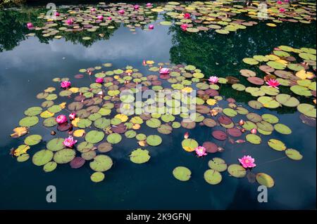 Un giglio d'acqua blomming circondato da giglio pad Foto Stock