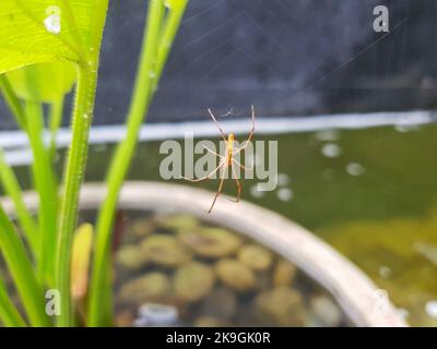 Il ragno sale sul web. Primo piano di ragno tessitura ragnatela nella foresta. Ragnatela in foresta soleggiata. Ragnatela nella foresta in un autunno luminoso e soleggiato Foto Stock