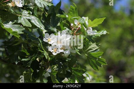 Mela Libanese selvatica albero in fiore Foto Stock