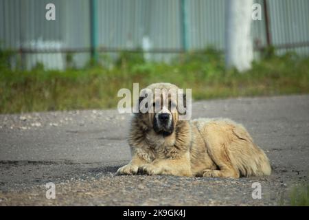 Cane pastore caucasico. Il cane senza casa si trova sull'asfalto. Grande faccia gentile. Foto Stock