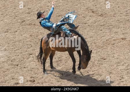 Un cowboy al festival annuale del rodeo Calgary Stampede Foto Stock