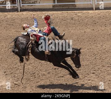 Un cowboy al festival annuale del rodeo Calgary Stampede Foto Stock