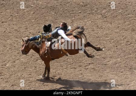 Un cowboy al festival annuale del rodeo Calgary Stampede Foto Stock