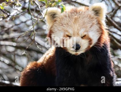 Panda rosso assonnato Foto Stock
