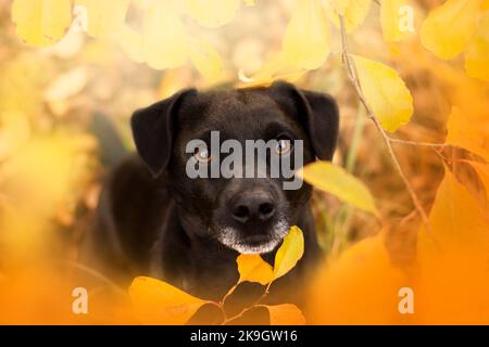 Patterdale terrier. Ritratto autunnale di un terrier. Halloween Foto Stock