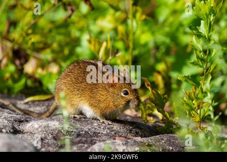 Mouse a quattro righe (Rhabdomys pumilio). Città del Capo, Western Cape. Sudafrica Foto Stock