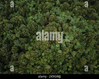 Scatto zenithal del baldacchino verde degli alberi in una foresta lussureggiante e calma piena di vegetazione, rotorua, nuova zelanda Foto Stock